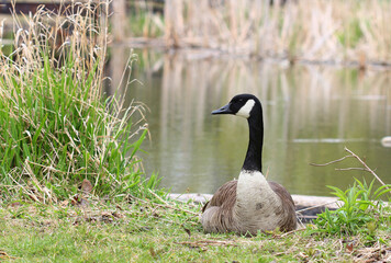 Canadian goose against the lake