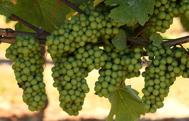 Clusters of growing green grapes on a vineyard in Canada