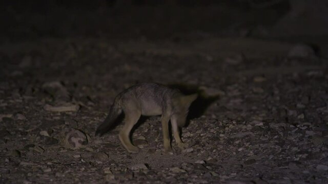 A wolf cub follows an insect on the ground