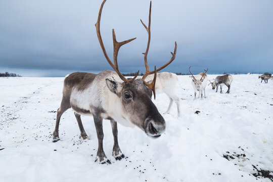 Reindeer in a winter landscape in Norway