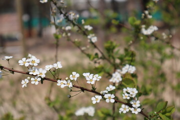 봄 꽃, 개화, 봄