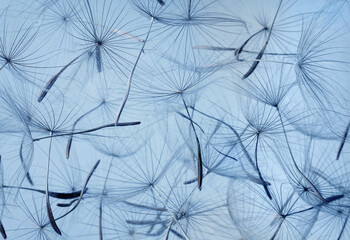 dandelion seeds over sky background