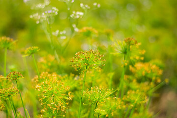 Fototapeta premium Blooming grass flower