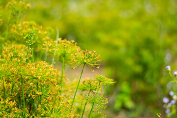 Blooming grass flower