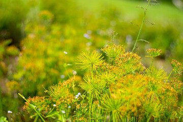 Fototapeta premium Blooming grass flower