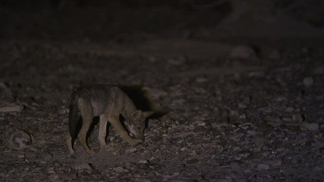 A wolf cub follows an insect on the ground