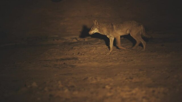 A male wolf walks at night in the desert
