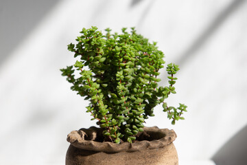 Jade necklace plant (Crassula rupestris)