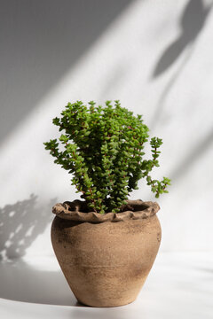 Jade Necklace Plant (Crassula Rupestris)