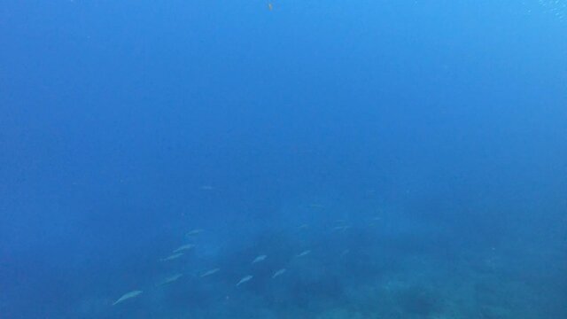 Litte tuna fishes swimming in cloudy water