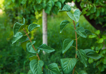 Green leaves texture, nature background.