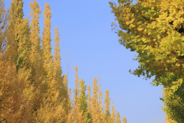 Fototapeta premium 紅葉のイチョウ並木