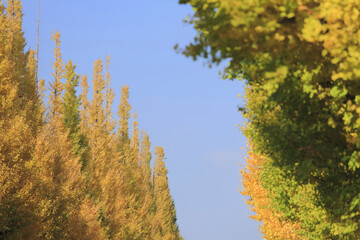 紅葉のイチョウ並木
