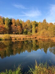 Beautiful landscape of autumn trees in the forest 