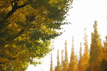 紅葉のイチョウ並木