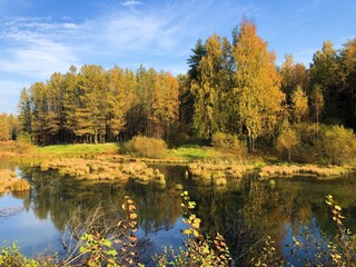 Beautiful landscape of autumn trees in the forest 