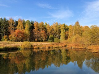 Beautiful landscape of autumn trees in the forest 
