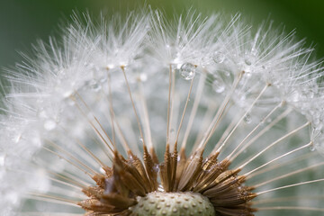 Dandelion head seed