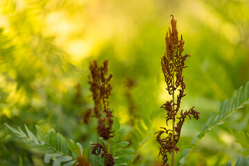 Osmunda fern sporangias
