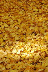 イチョウの落ち葉