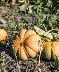 Autumn fall harvest. Cute small red organic pumpkin growing on farm.