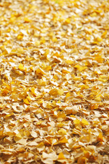 イチョウの落ち葉