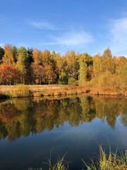 Beautiful landscape of autumn trees in the forest 