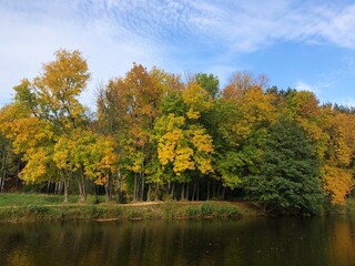 Fototapeta na wymiar Beautiful landscape of autumn trees in the forest 