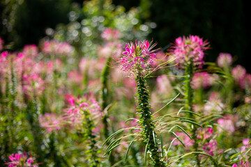 Pink Cleoma flowering garden plant. It is also called champagne splash. Beautiful garden flower. Close-up bud with place for text. Flowerbad.