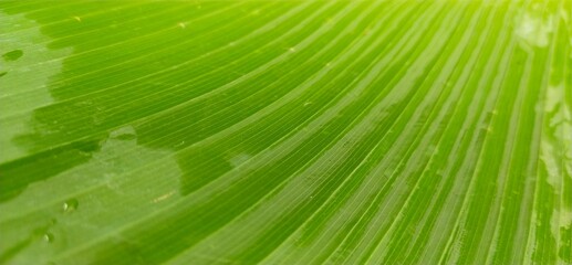 green leaf texture