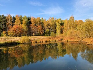 Beautiful landscape of autumn trees in the forest 