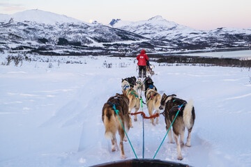 A team of husky sled dogs running on a snowy wilderness road in Kvaløya island, Tromso, Norway