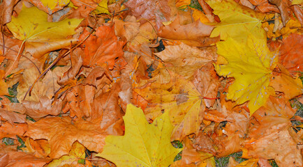 Autumn blanket of yellow and orange maple leaves. Closeup. Indian summer background. 