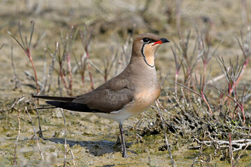 Rotflügel-Brachschwalbe (Glareola pratincola), Griechenland // Collared pratincole from Greece