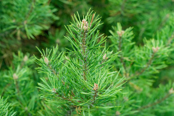 Young green fir tree. Fluffy branches stretch towards the sun. New year and Christmas background.