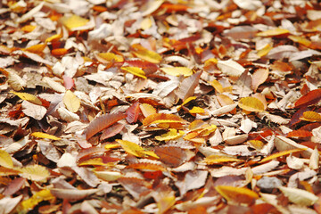 紅葉の落ち葉