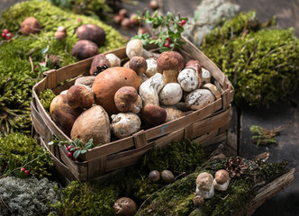 Autumn Cep Mushrooms. Ceps Boletus edulis over Wooden Background with moss, close up.  Gourmet food