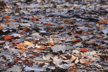 紅葉の落ち葉