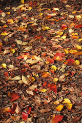 紅葉の落ち葉
