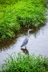 Graureiher in einem Bach auf der Jagd