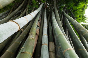 close up of a large clump of bamboo, green nature background