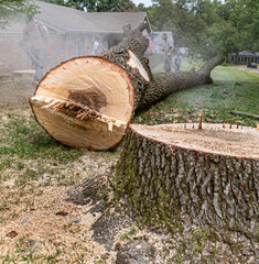 Suburban Tree Removal - Felled Tree and Stump
