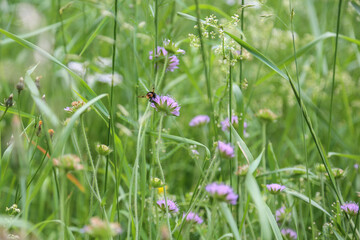 Blühende Agrarlandschaften: Biene auf einer Kleeblüte beim Sammeln von Pollen und Nektar in einer Wiese- Ökologie, Naturschutz, Artenvielfalt	