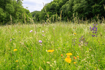 Blühende Agrarlandschaften:Wiese mit zahlreichen und typischen Wiesenblumen und Wiesenpflanzen am...