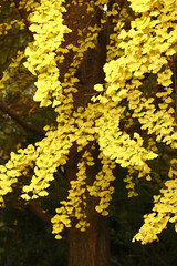 紅葉のイチョウ