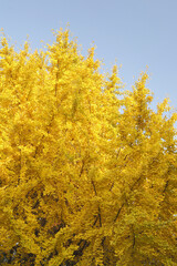 Fototapeta premium 紅葉のイチョウ