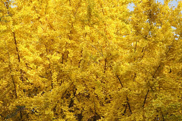 紅葉のイチョウ