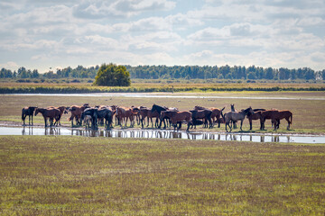 A herd of konik horses in the Lauwersmeer National Park in the north of the Netherlands in the...