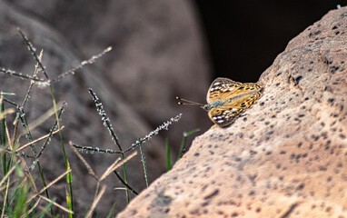 Butterfly on a rock
