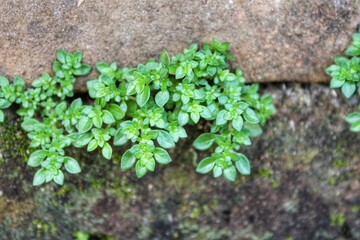 green moss on stone wall